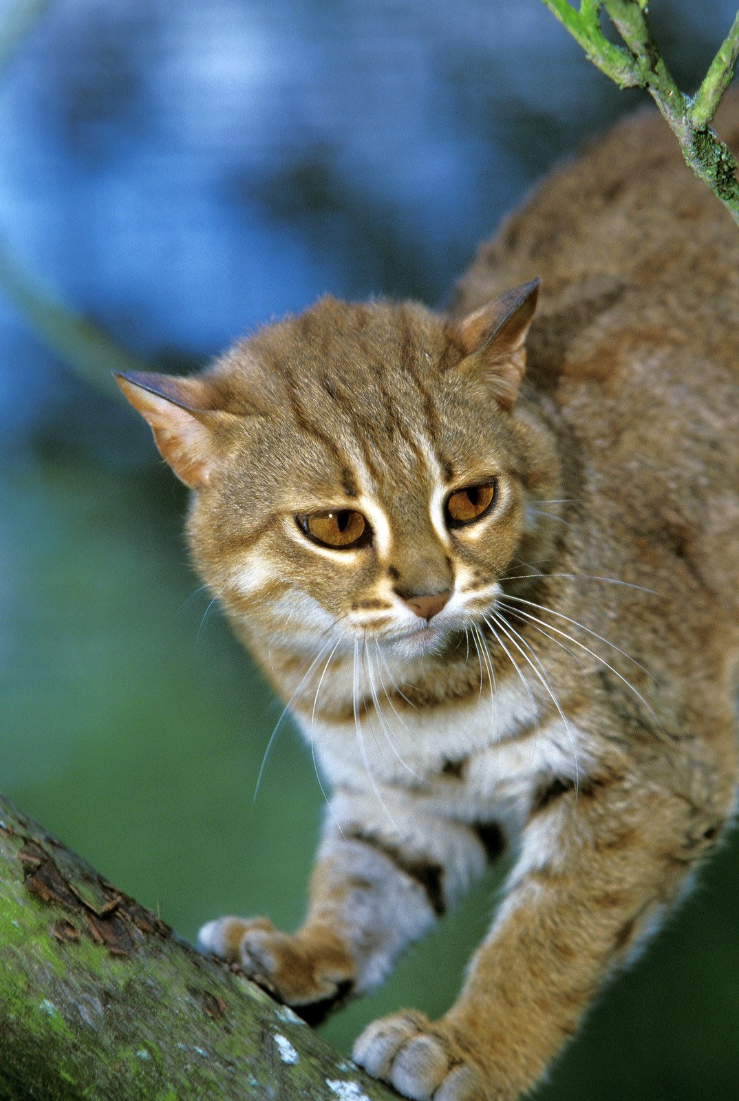 3. Gato-ferrugem (Prionailurus rubiginosus) 2- Fotos do Canva