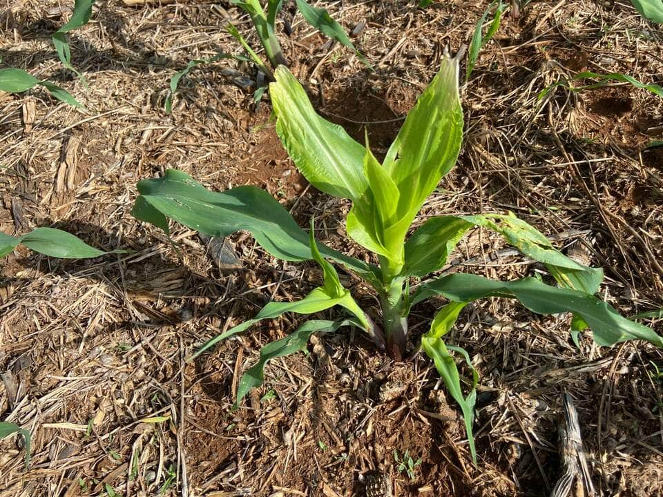 Monitoramento constante é fundamental para proteger a safra de milho em Mato Grosso