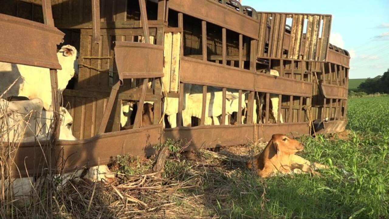 Caminhão com 100 cabeças de gado tomba em MT-249 Nova Mutum.