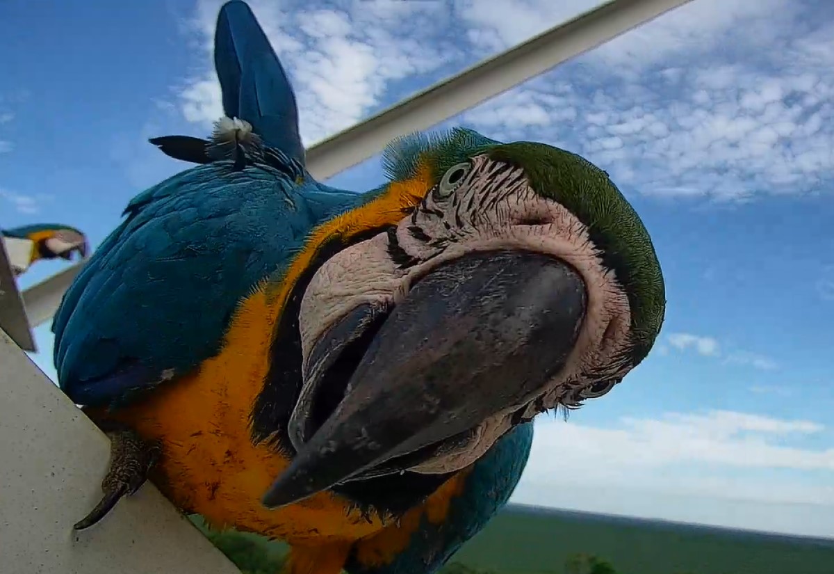 As aves, com suas cores vibrantes e inteligência aguçada, demonstram grande curiosidade pelo objeto desconhecido, investigando-o de perto e com cautela.