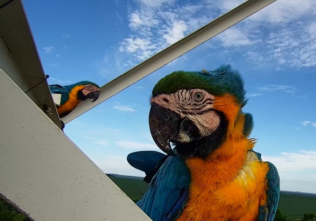 Imagens encantadoras capturadas pelas câmeras de monitoramento da Nova Rota do Oeste, no km 19 da BR-163 em Itiquira (MT), revelam um encontro inusitado entre um grupo de araras-canindé e um equipamento de monitoramento. 