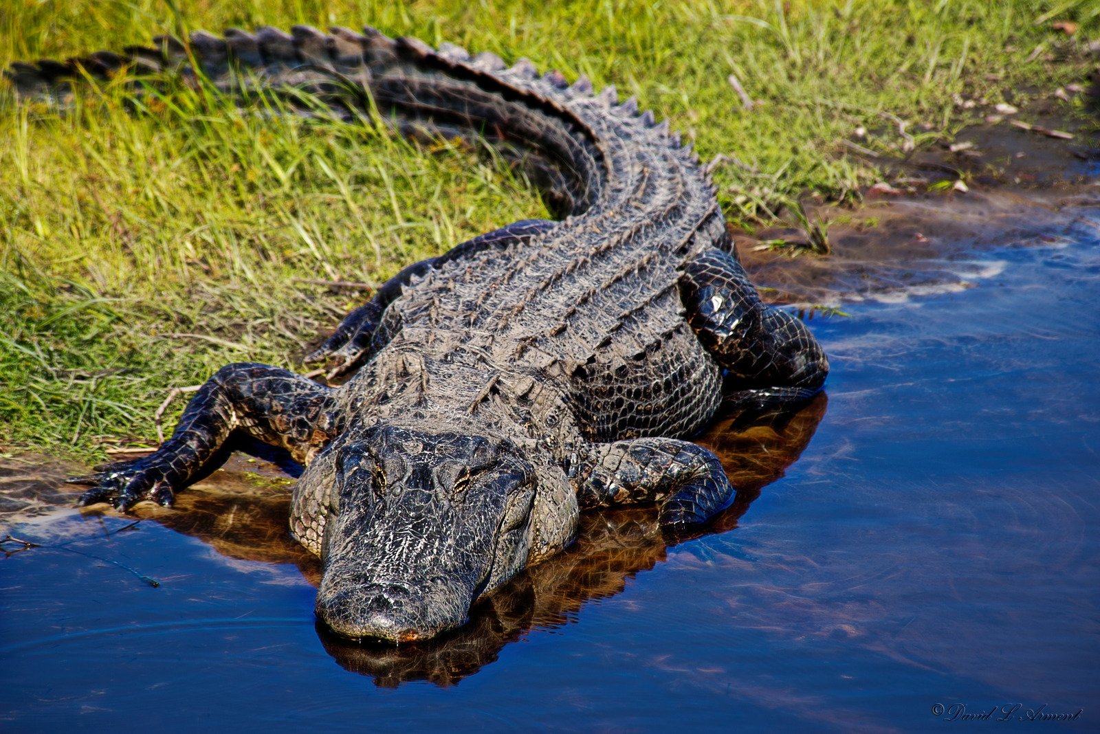 Alligator - Fotos do Canva