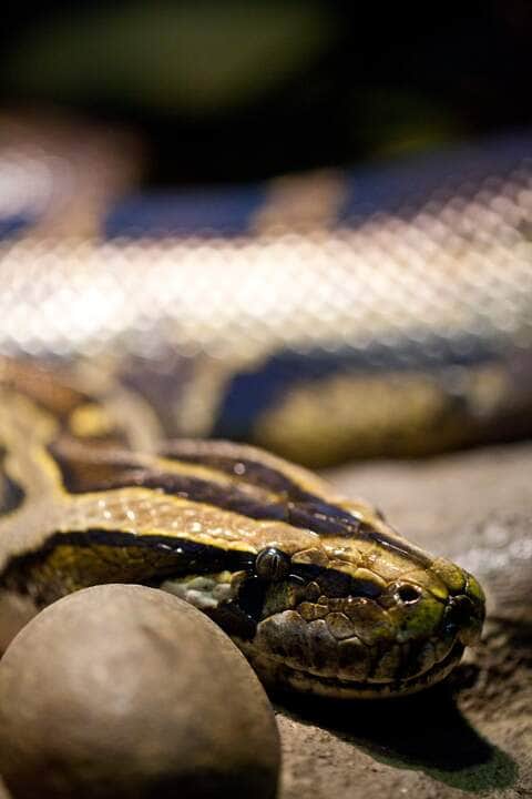 Anaconda - Fotos do Canva1 (1)