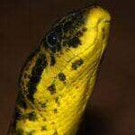 Anaconda cobra - Fotos do Canva