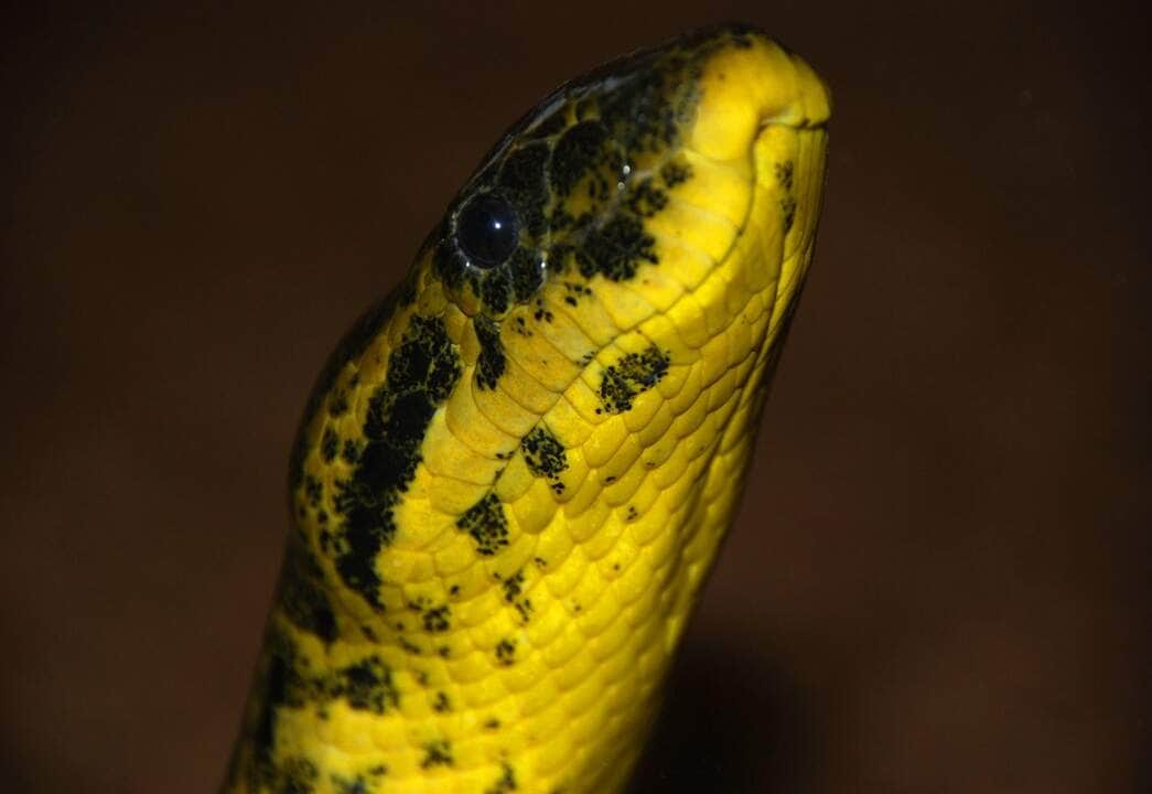 Anaconda cobra - Fotos do Canva