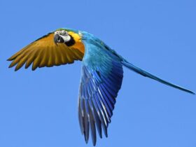 Arara Azul Voando - Fotos do Canva