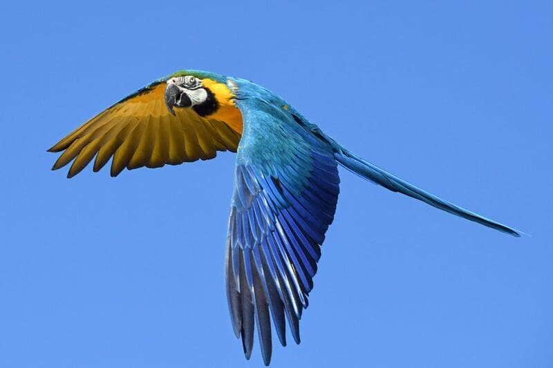 Filhote de arara cai do ninho e moradores montam ‘operação de resgate’ em Lucas do Rio Verde 84 Arara Azul Voando - Fotos do Canva