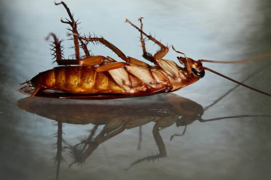 Baratas - Fotos profissionais premium e gratuitas - Canva