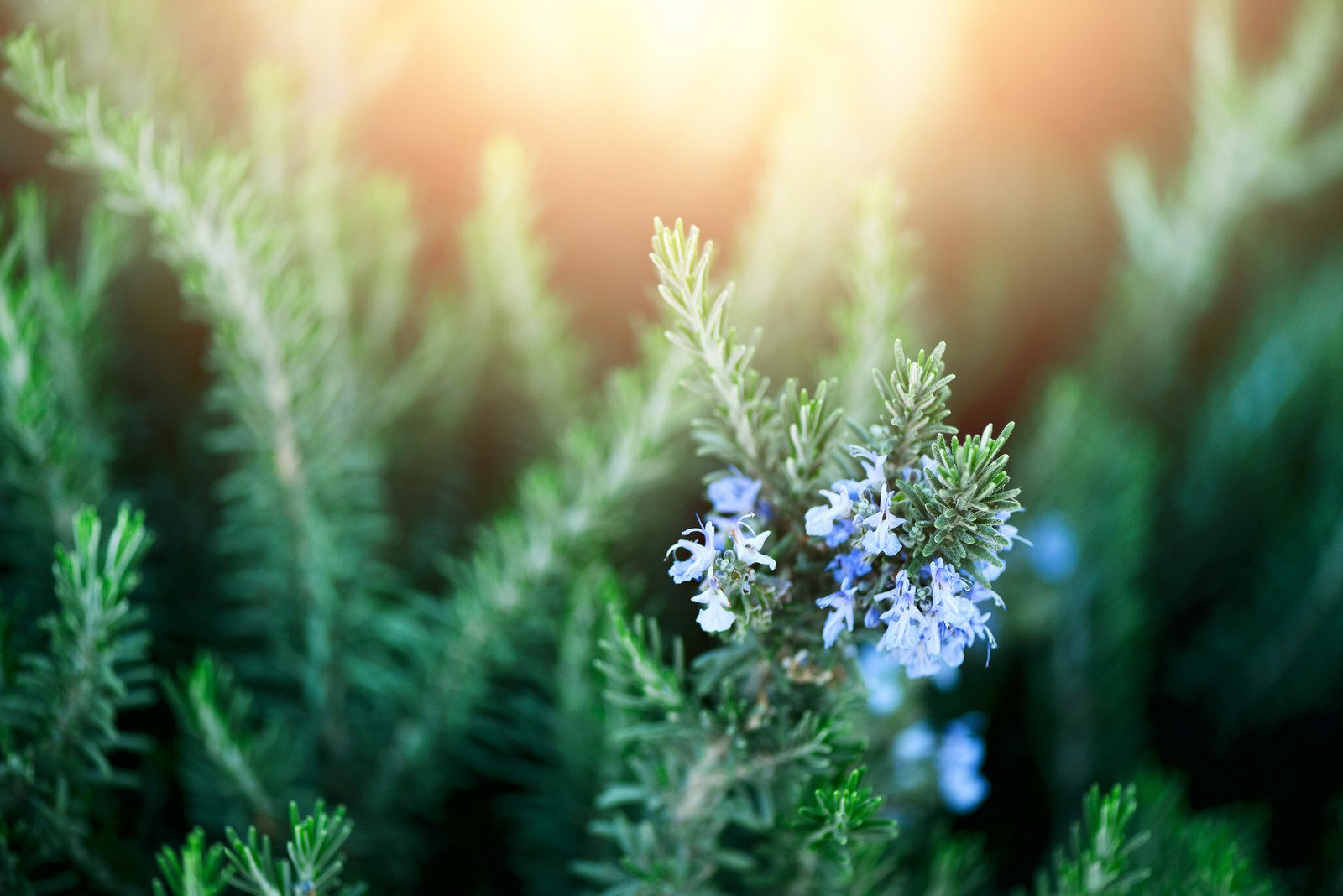 Blossoming Rosemary Plants - Fotos do Canva