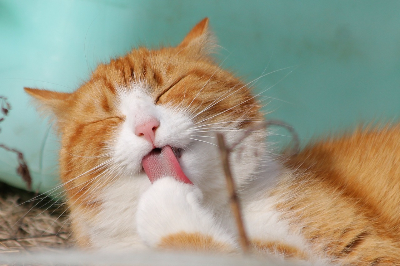 Celebre o mes dos gatos mantendo a sua saude e bem estar Pixabay 1