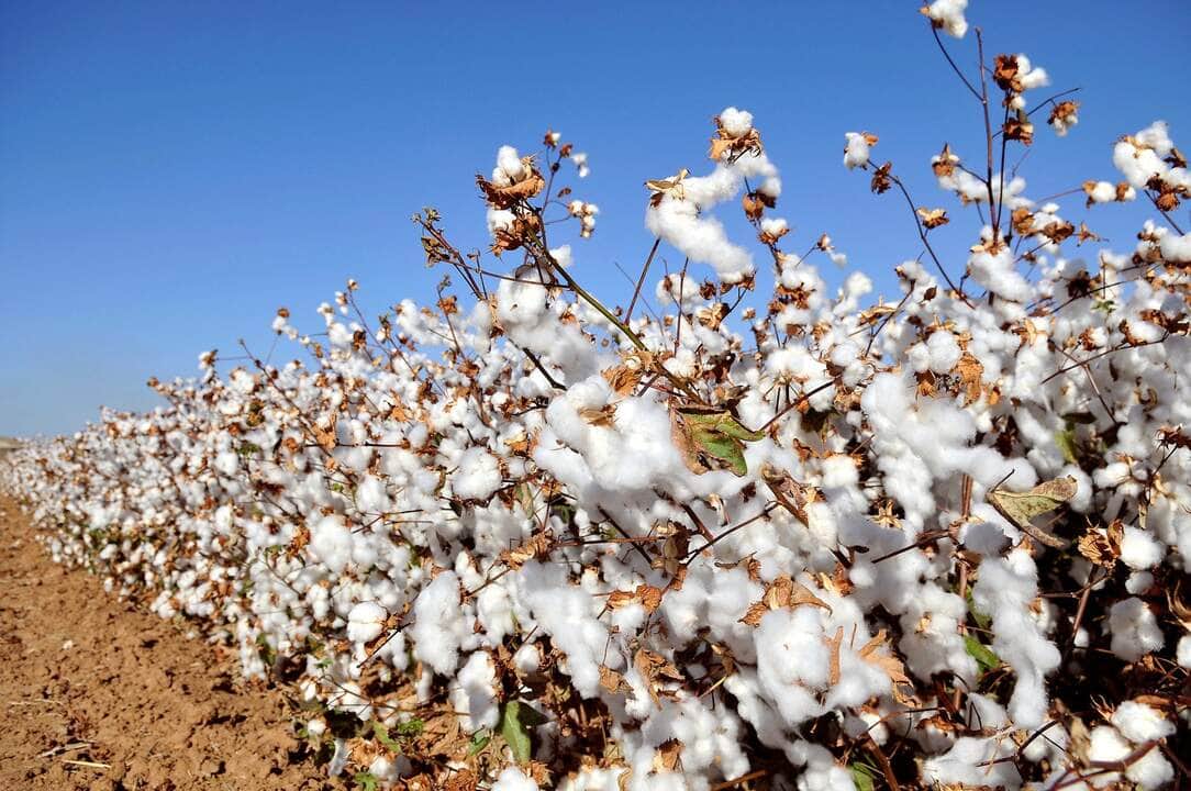 Cotton field - Fotos do Canva