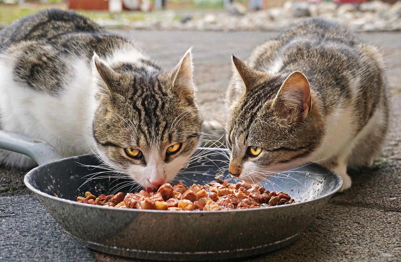 Existe um alimento ideal para cada fase do pet 4 Existe um alimento ideal para cada fase do pet Pixabay 2