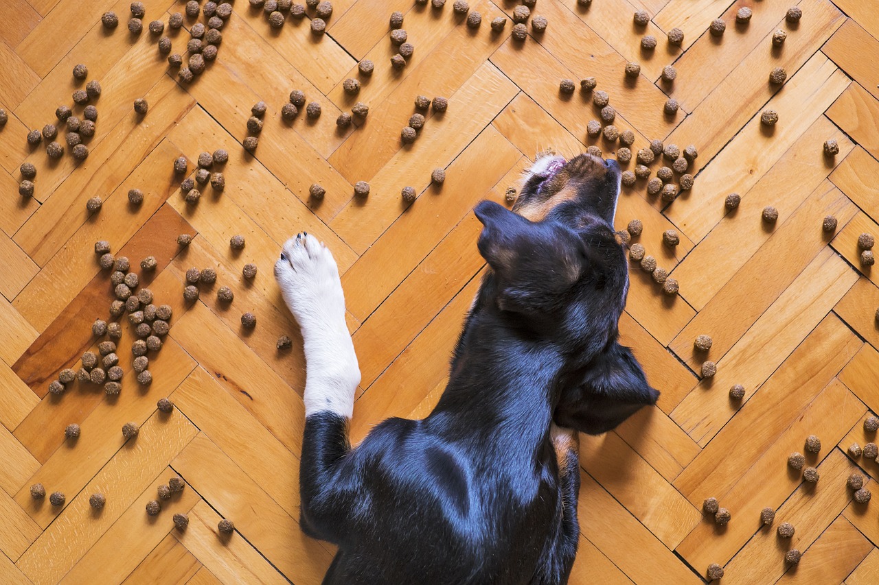 Existe um alimento ideal para cada fase do pet 5 Existe um alimento ideal para cada fase do pet Pixabay 3