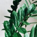 Folhas verdes de uma planta - Fotos do Canva