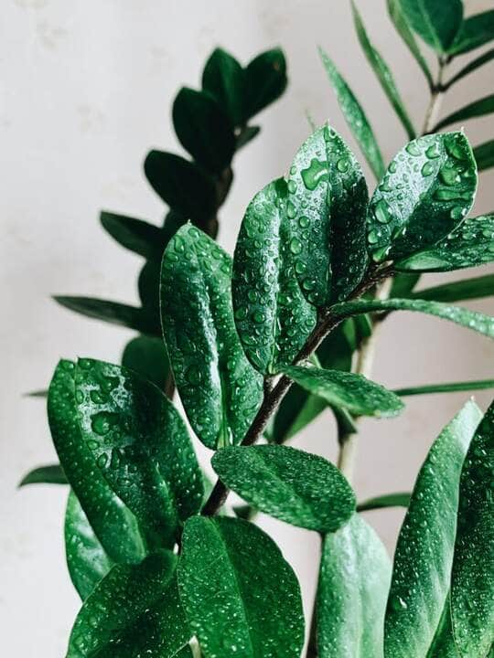 Folhas verdes de uma planta - Fotos do Canva