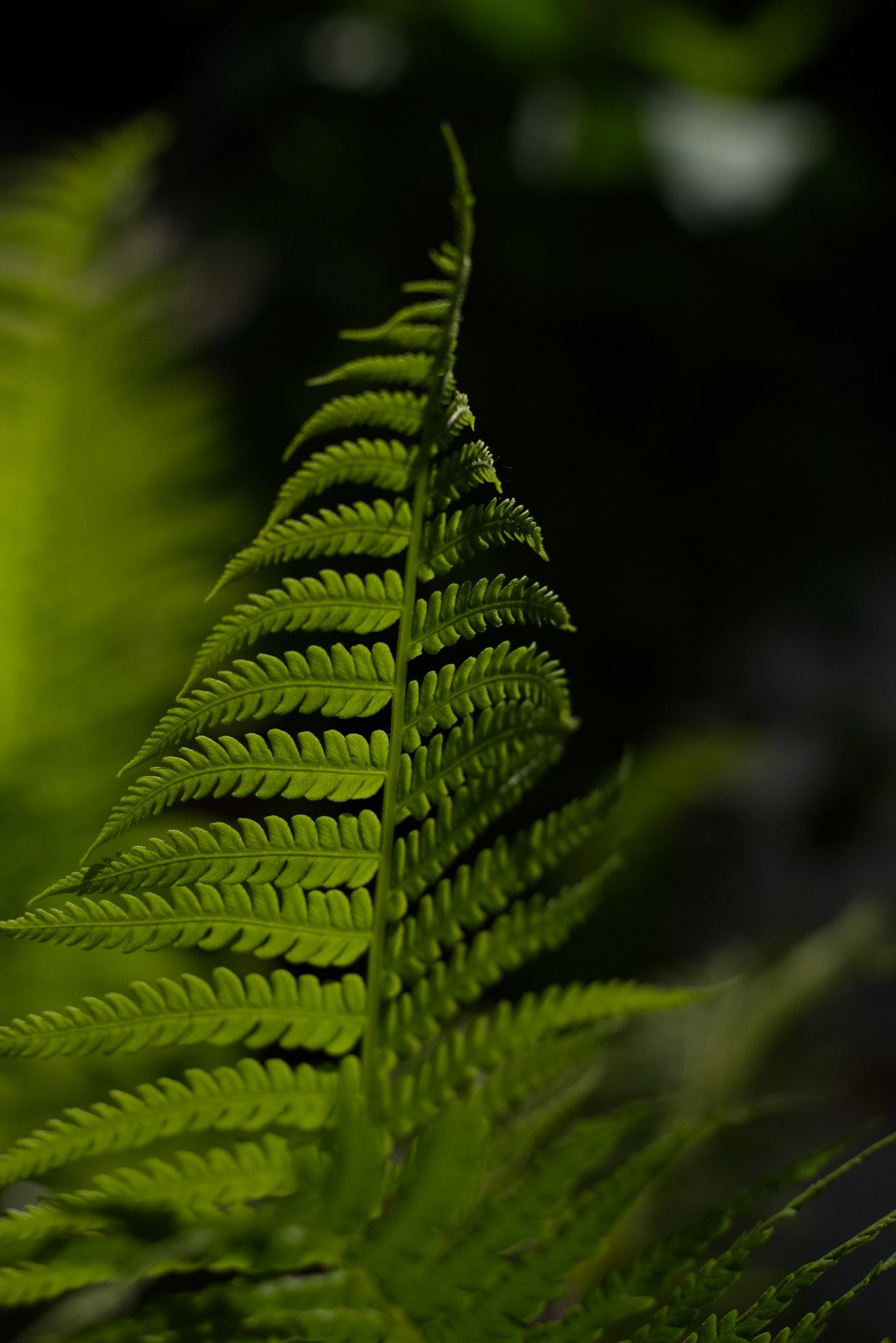 Foto de foco seletivo de planta de samambaia - Fotos do Canva