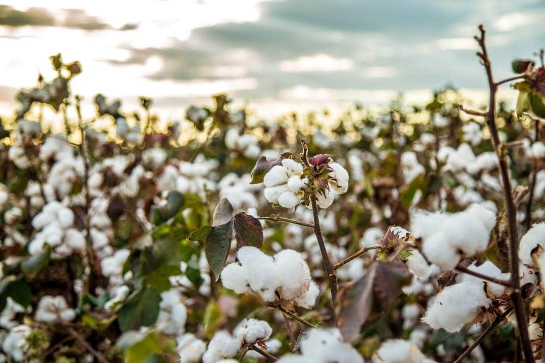 Fundo de textura de plantação de campo de algodão - Fotos do Canva