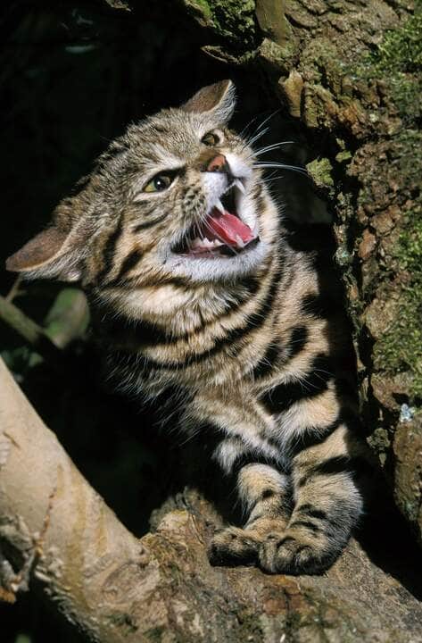 Gato-bravo-de-patas-negras (Felis nigripes) - Fotos do Canva
