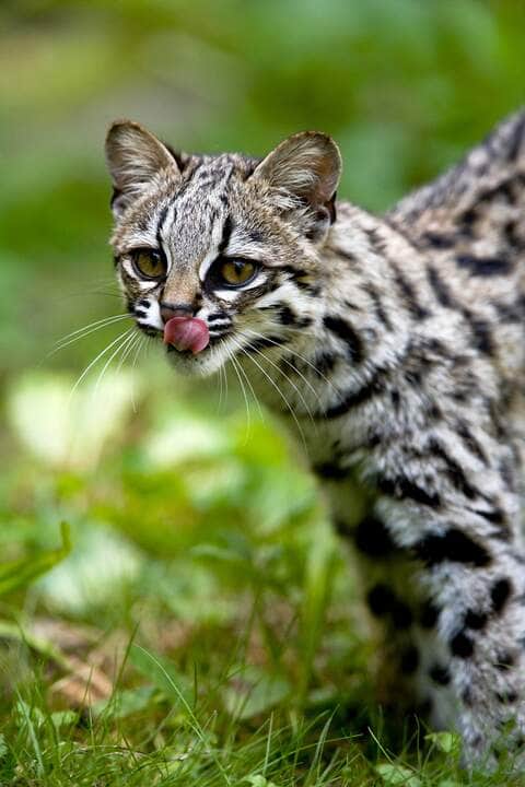Gato-do-mato-pequeno (Leopardus tigrinus) Foto Canva