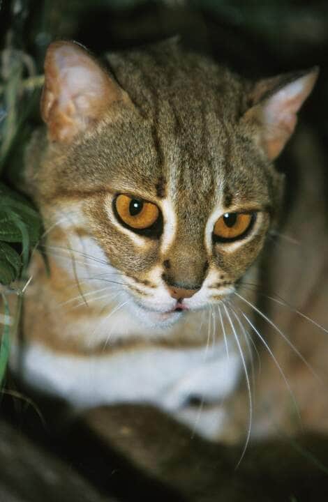 Gato-ferrugem (Prionailurus rubiginosus) - Fotos do Canva