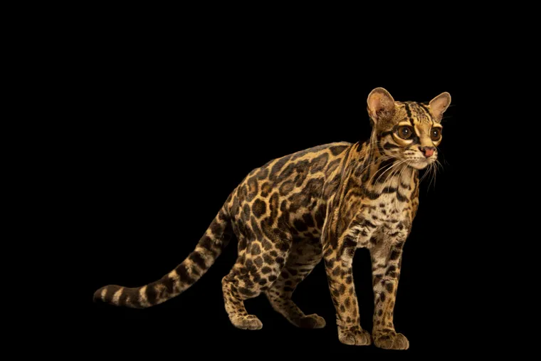 Gato-maracajá (Leopardus wiedii)