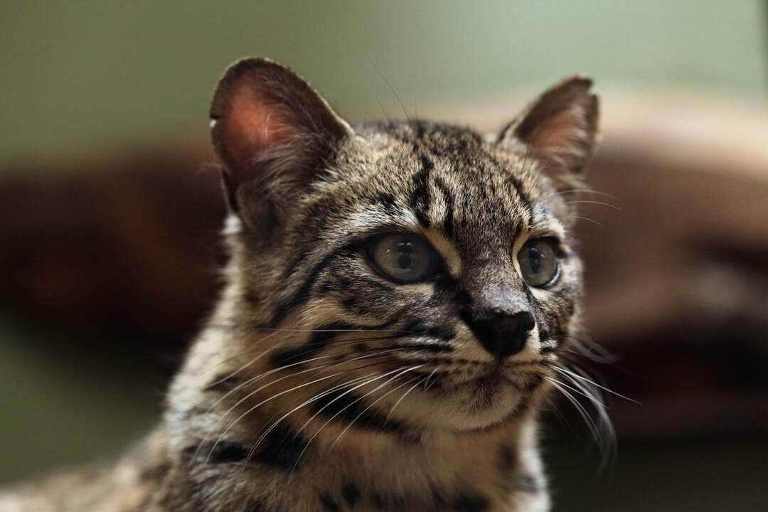 O que fazer para agradar um gato? 80 Gato-montês (Leopardus wiedii) - Fotos do Canva