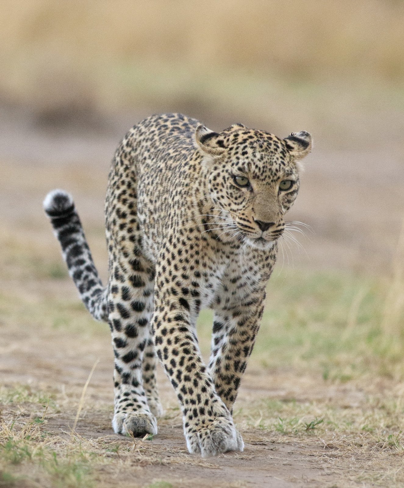Leopardo (Panthera pardus) - Foto Canva