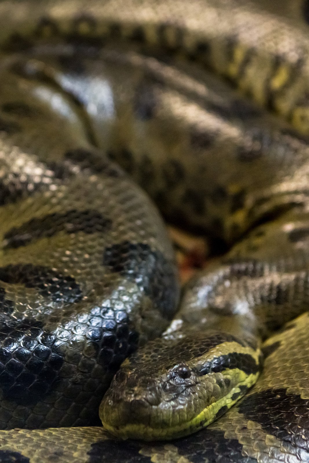 Green anaconda, Eunectes murinus, sucuri snake. Huge - Fotos do Canva