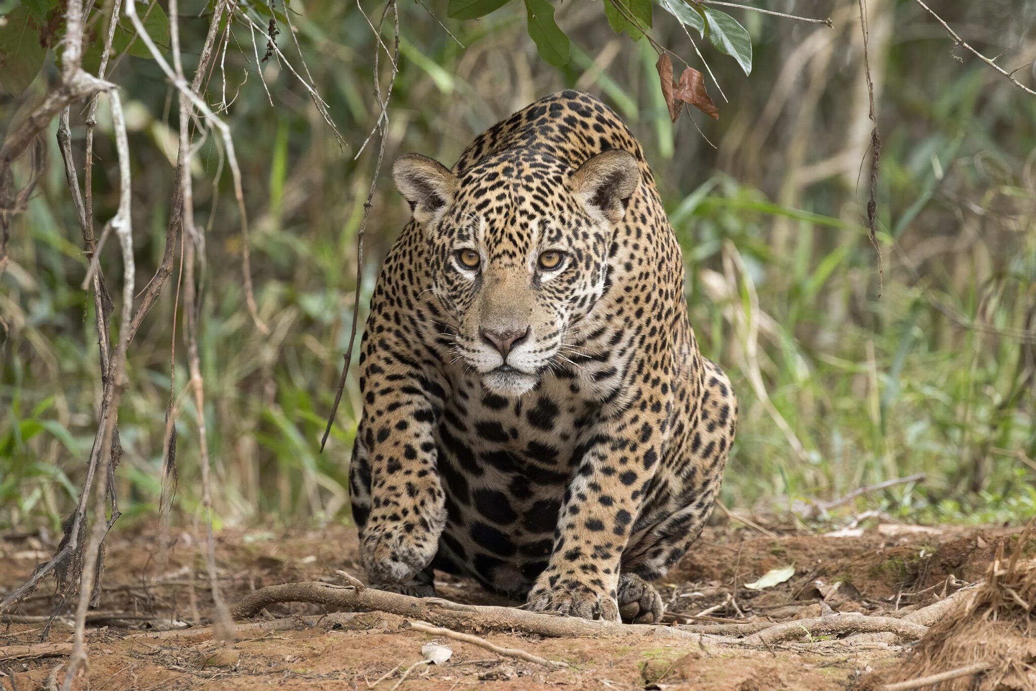 Jaguar_(Panthera_onca_palustris)_female_Piquiri_River_2