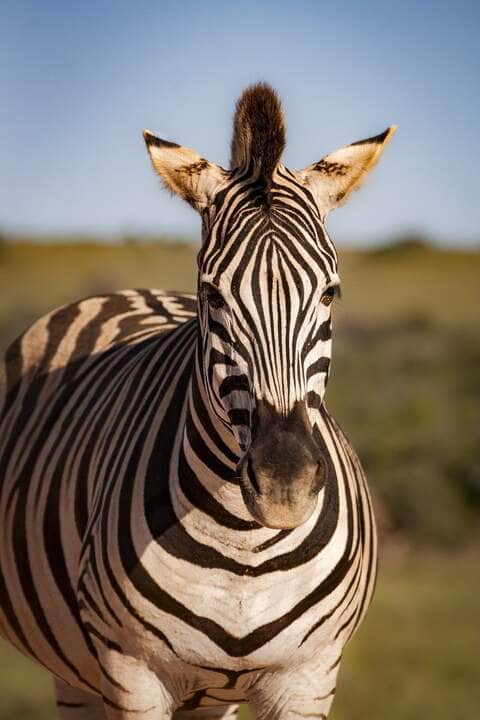 Laughing Zebra - Fotos do Canva
