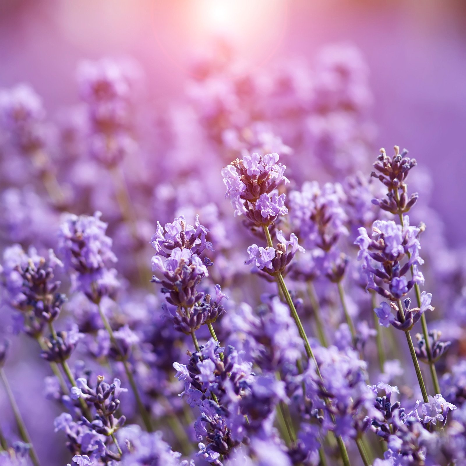 Lavanda - Fotos do Canva