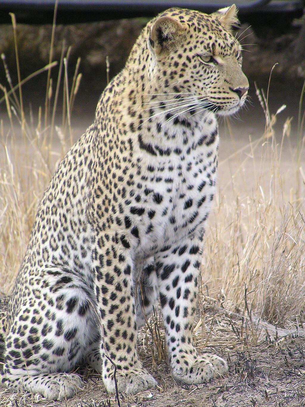 Leopard_africa