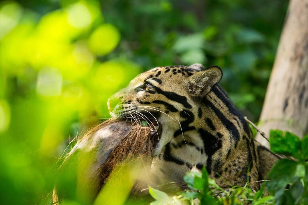 Leopardo-nebuloso (Neofelis nebulosa) - Fotos do Canva