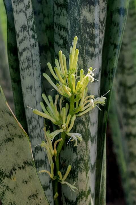 Lírio branco em flor - Fotos do Canva