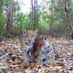 O inusitado flagrante da onça-pintada em momentos fofos com filhote no Pantanal