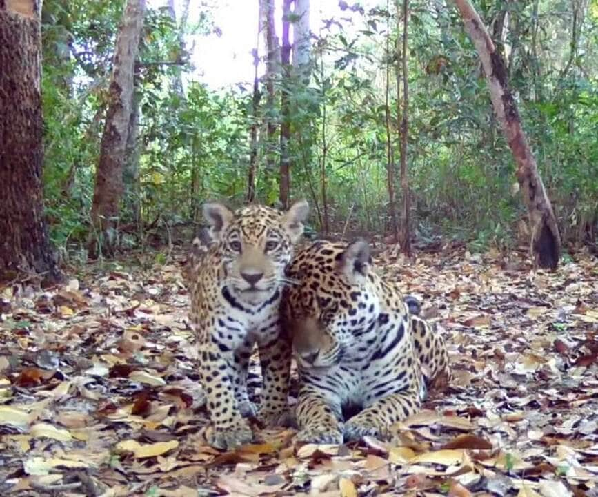 O inusitado flagrante da onça-pintada em momentos fofos com filhote no Pantanal