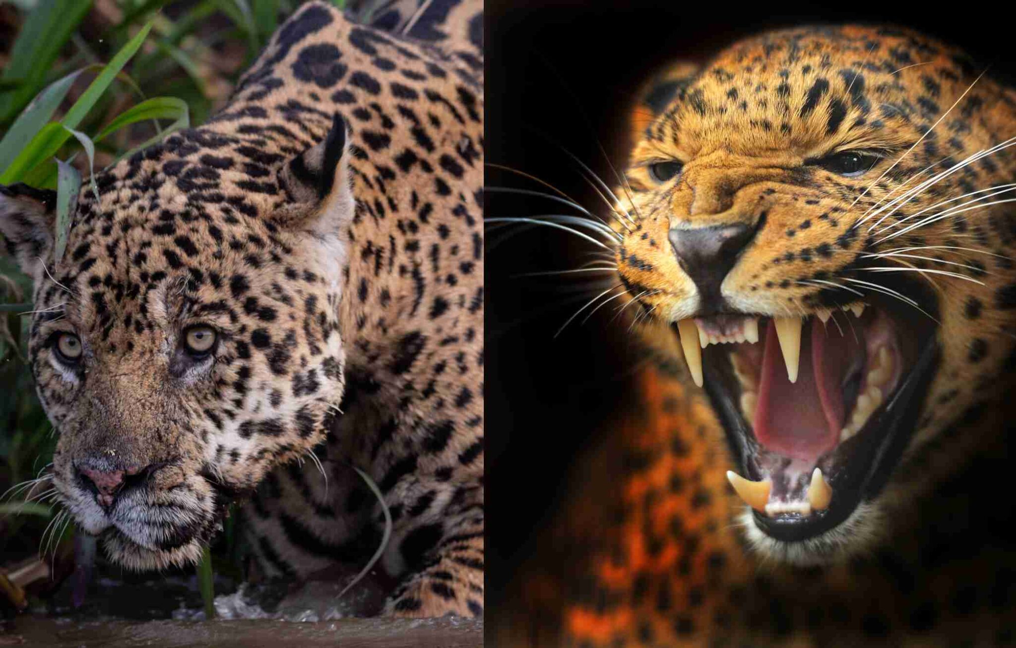 Onça-pintada x Leopardo