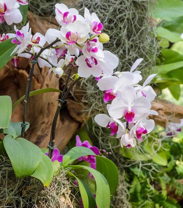 Orquídea Phalaenopsis - Fotos do Canva