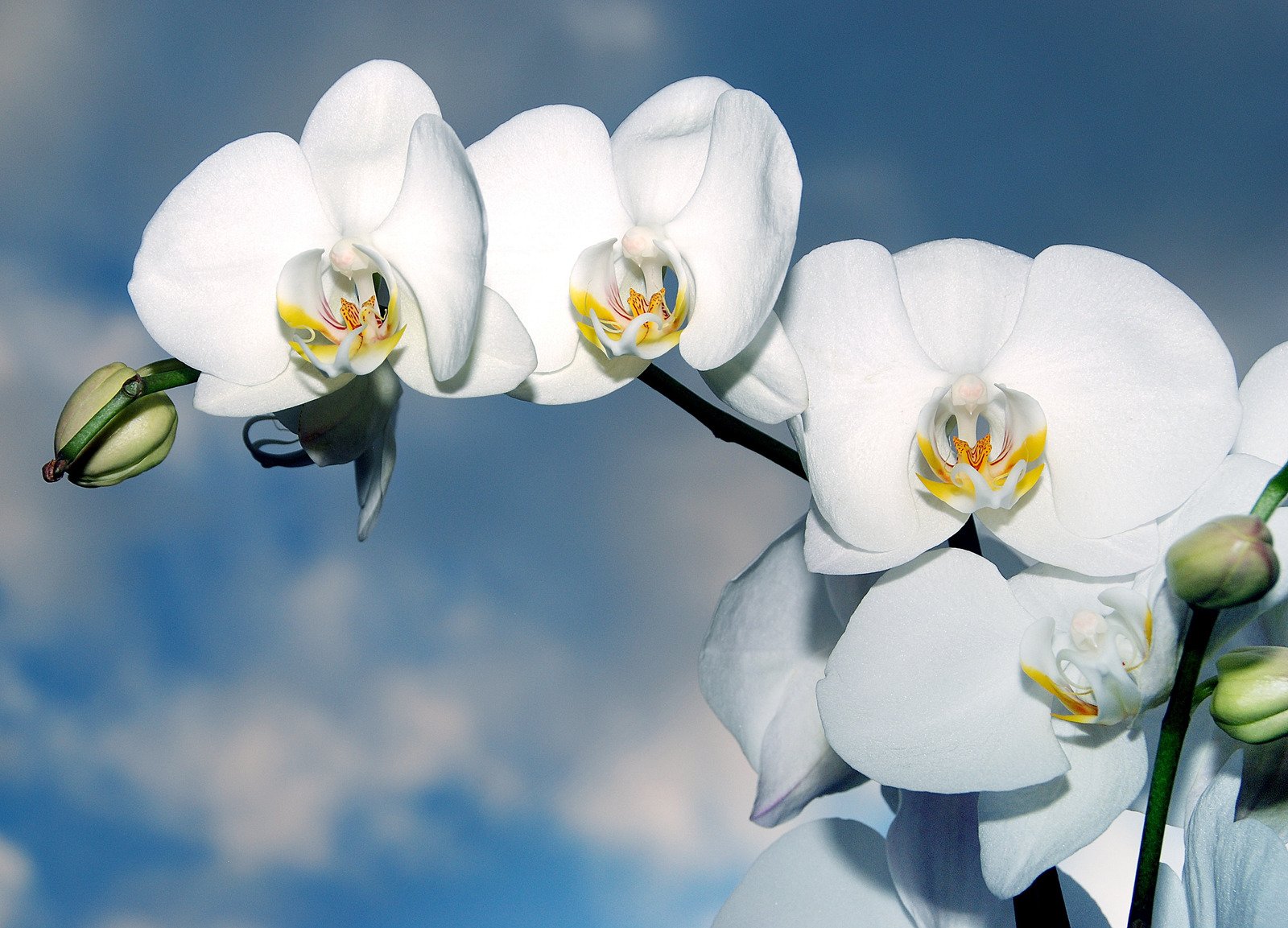 Orquídeas Brancas - Fotos do Canva