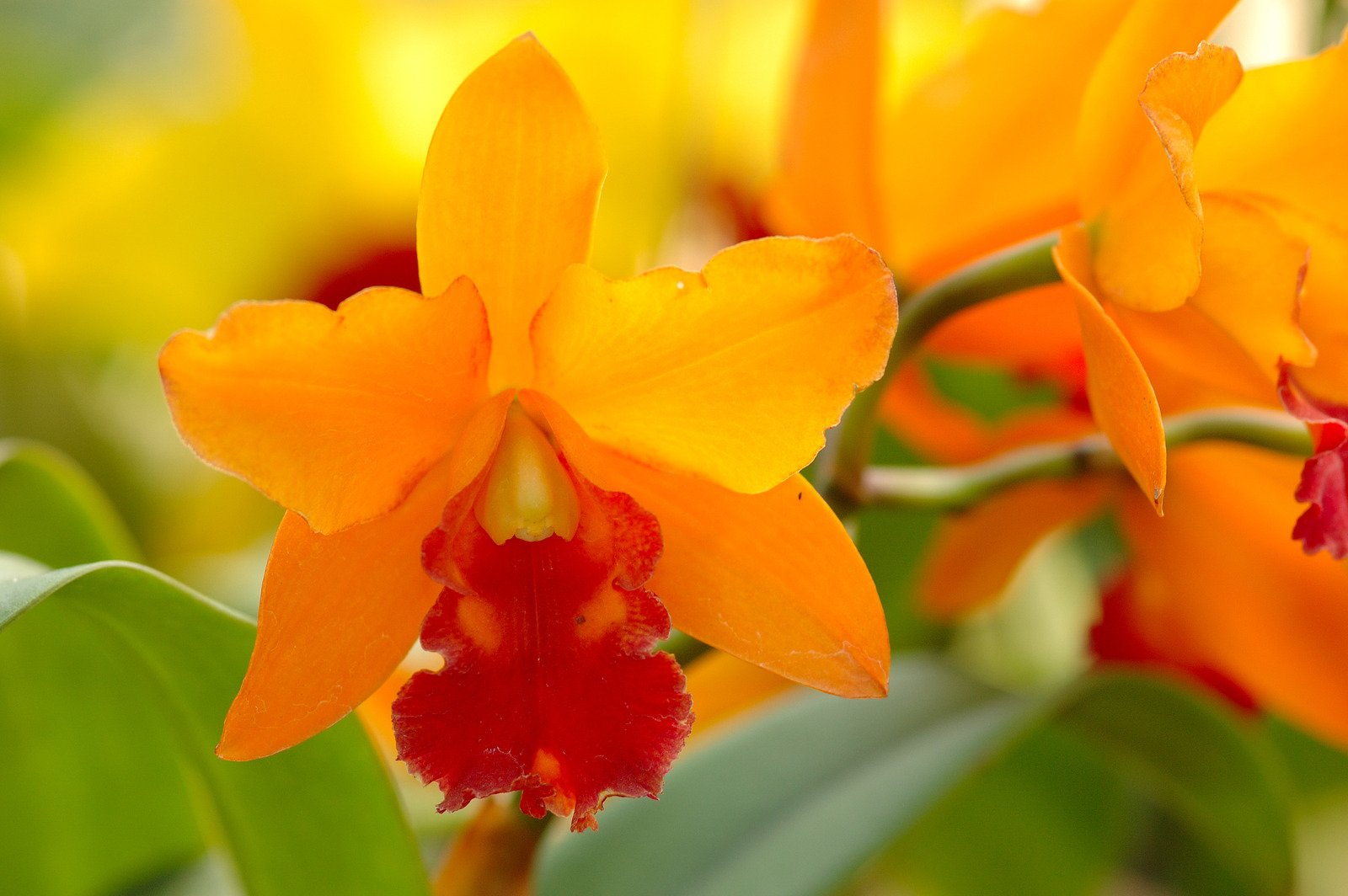 Orquídeas laranjas - Fotos do Canva