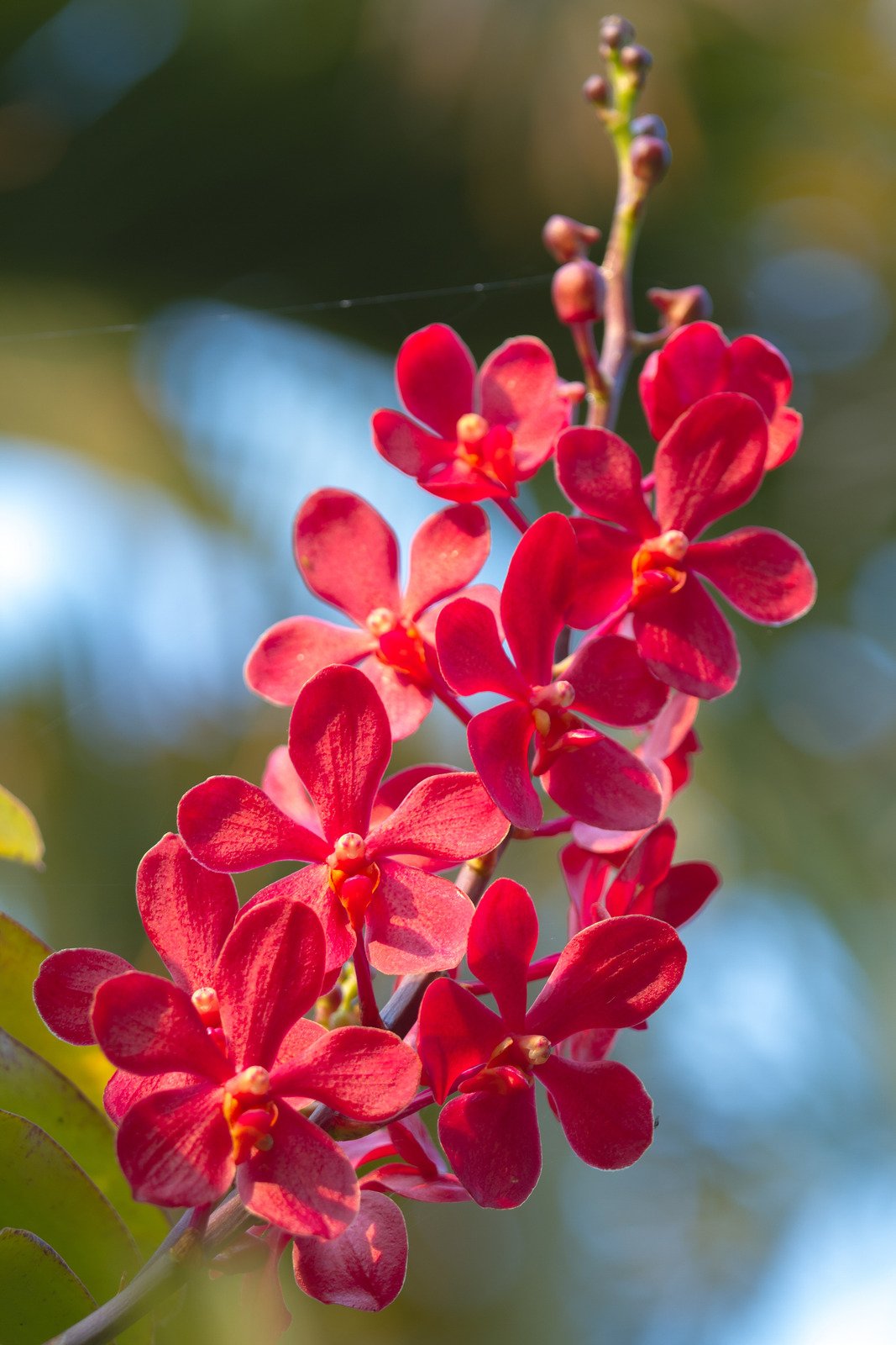 Orquídeas vermelhas - Fotos do Canva