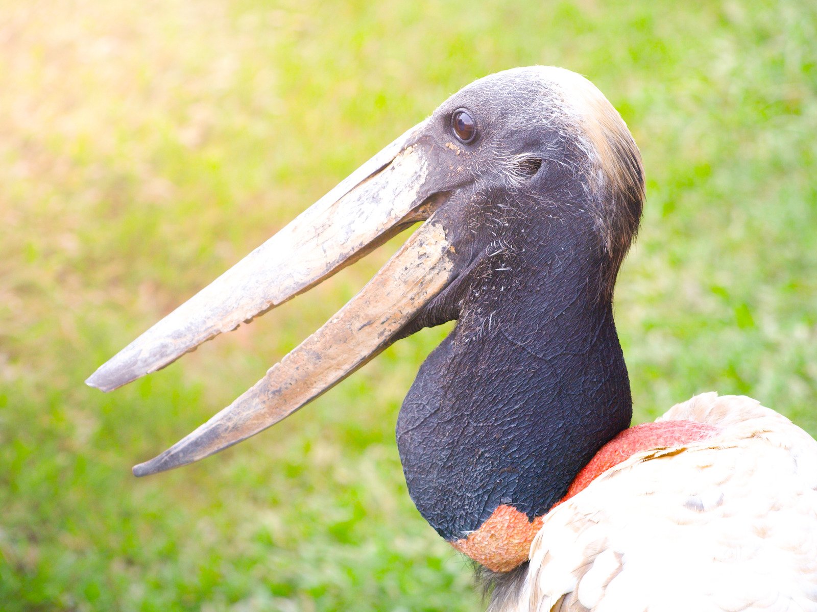 Perfil aproximado da cegonha Jabiru, Jabiru Mycteria, Rurrenabaque, Bolívia, Pampas Amazônicos, América do Sul. - Fotos do Canva