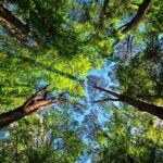 Período proibitivo para exploração do manejo florestal sustentável em Mato Grosso segue até 1º de abril