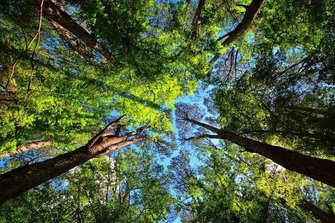 Período proibitivo para exploração do manejo florestal sustentável em Mato Grosso segue até 1º de abril