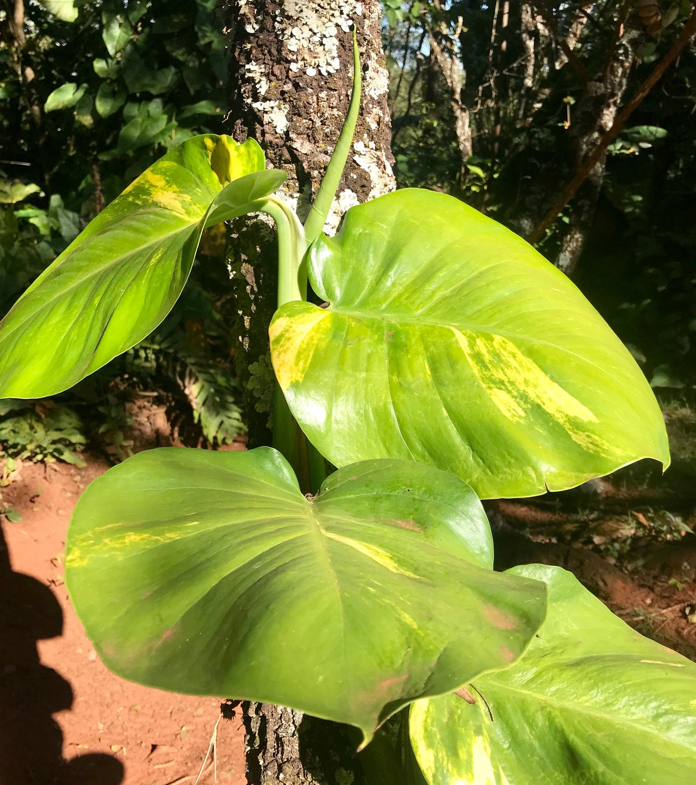 Plant Epipremnum pinnatum or boa constrictor - Fotos do Canva