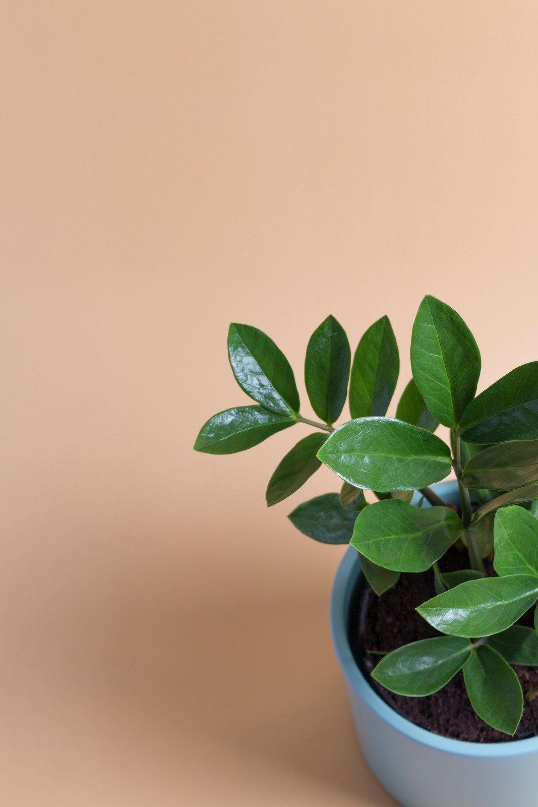 Potted Zamioculcas Houseplant - Fotos do Canva