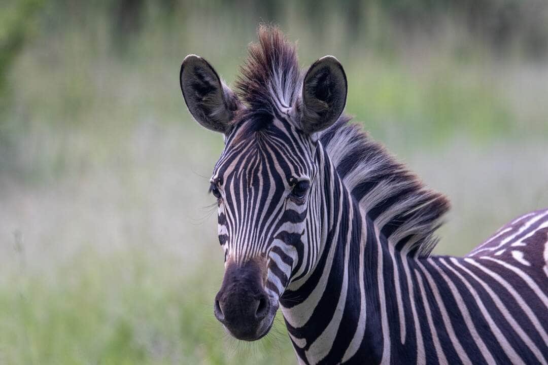 Rebanho de zebra na savana selvagem, Serengeti, África - Fotos do Canva