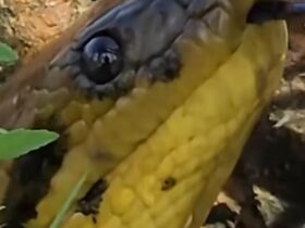 Sucuri Amarela em Alerta: Vídeo Mostra Comportamento Suspeito da Cobra Gigante
