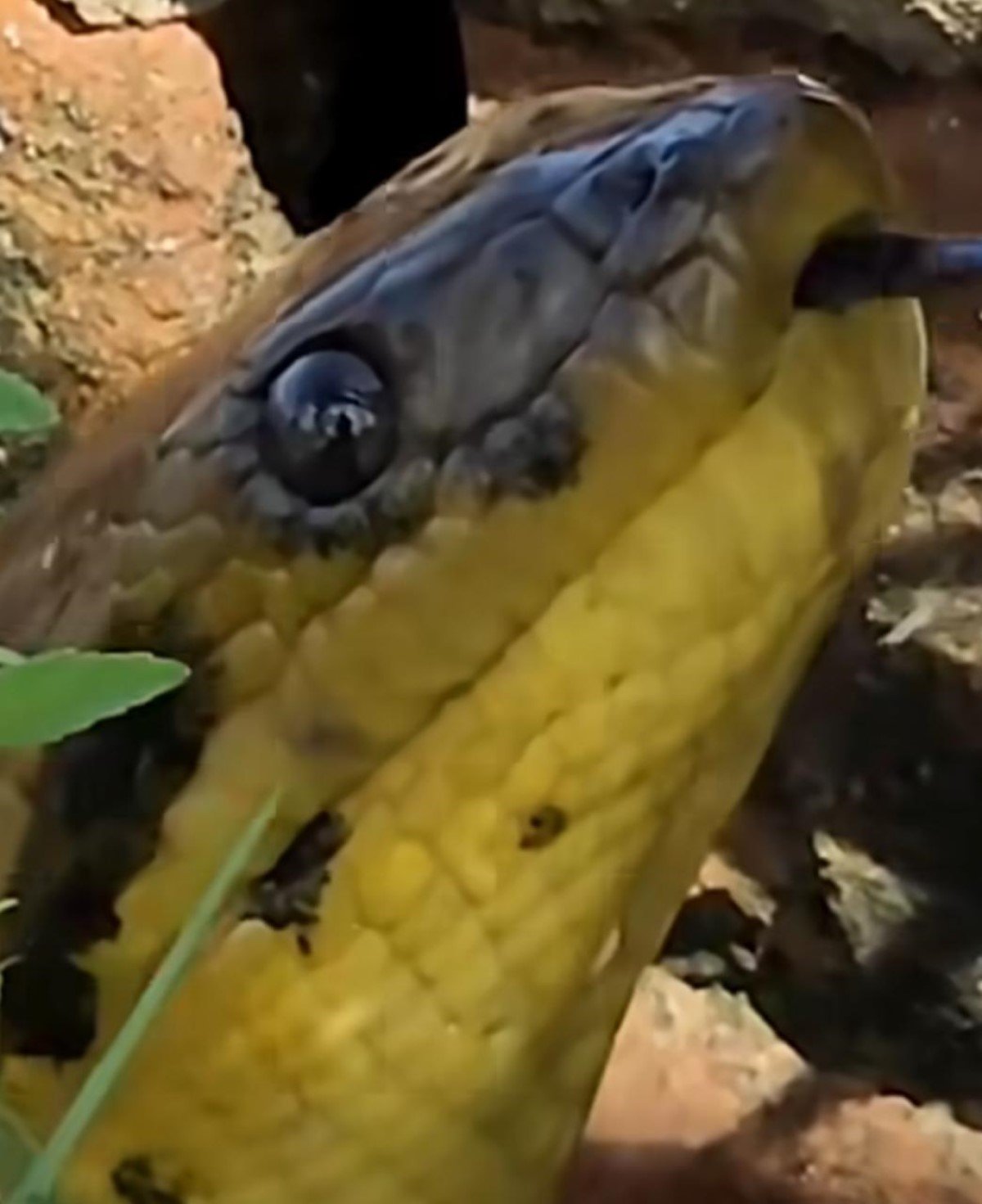 Sucuri Amarela em Alerta: Vídeo Mostra Comportamento Suspeito da Cobra Gigante