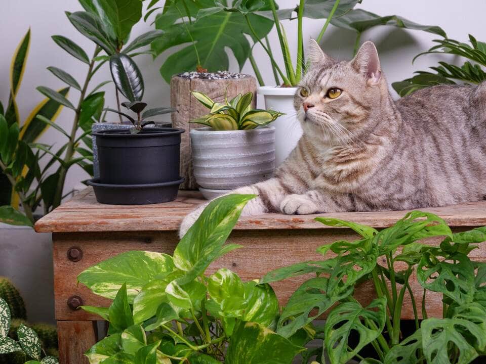Selective focus Dracaena trifasciata plant or Snake plant, Saint George's sword in the garden. - Fotos do Canva